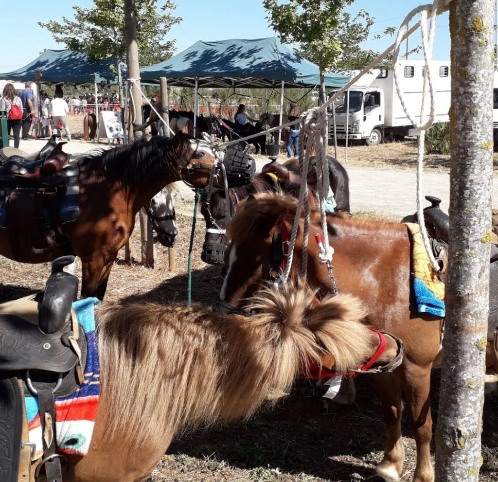 Ponis preparados para paseos en una fiesta infantil